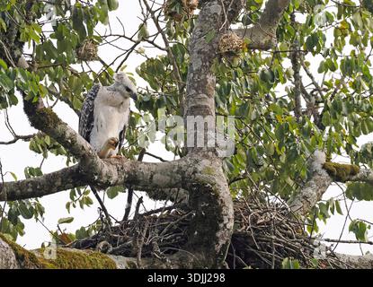African Crowned Eagle (Stephanoaetus coronatus) juvenile perched next to nest, Kakamega Forest, Kenya, March Stock Photo