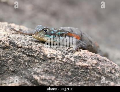 Kenyan Rock Agama (Agama lionotus) female clinging to rock surface, Tsavo National Park, Kenya, March Stock Photo