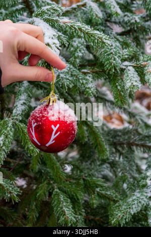 A human hand hangs a red Christmas ornament on a spruce branch covered with snow and frost. Stock Photo