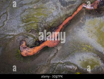 Aerial view of a vibrant, rust-colored river snaking through a mossy, grey-green landscape, creating a stark contrast of colors and textures, Selfoss, Stock Photo