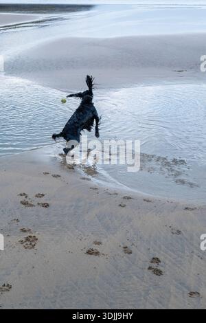 An energetic Working Cocker Spaniel jumping after a ball at low tide on Fistral Beach in Newquay on the North Coast of Cornwall in the UK. Stock Photo