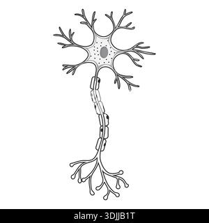 Black and white line drawing of a neuron showing cell body, dendrites, axon, and myelin sheath, detailed nervous system anatomy illustration. Stock Vector