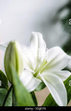 Large white lily flower with yellow center and green leaves against blurred background. Easter lily brunch decor, seasonal table setting, festive home Stock Photo