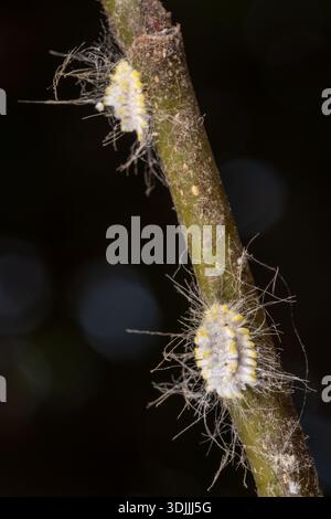 Seychelles scale, Icerya seychellarum (Hemiptera: Monophlebidae) is the ...