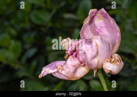 Wilted pink Rose (Rosa) flower in winter garden, Egypt. Stock Photo