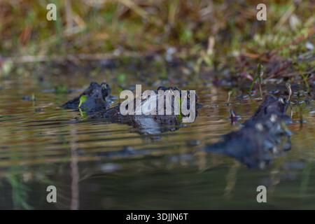 A group of Common Frogs (Rana temporaria) spawning on water surface of a pond, Kildary, Ross-shire, North East Highlands of Scotland Stock Photo