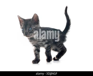 bengal cat in front of white background Stock Photo