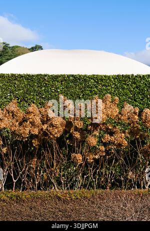 hedge with dried hydrangea flowers Stock Photo