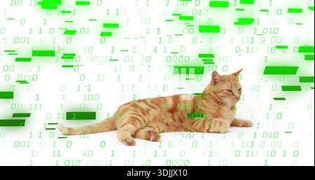 Lying ginger tabby cat stretching front paws on white studio backdrop, with green binary overlay Stock Photo