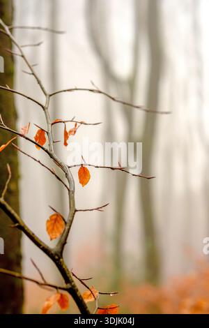 A mist shrouded Peak District woodland Stock Photo