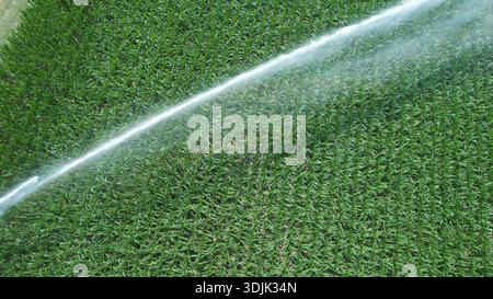 An overhead drone shot captures a powerful water jet from an irrigation system spraying across rows of young corn plants, highlighting agricultural te Stock Photo
