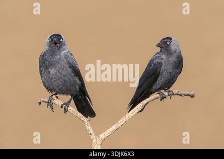 Western jackdaw, Corvus monedula, pair of birds perched on branch of a tree, Hortobagy, Hungary Stock Photo