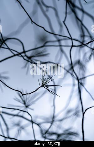 an image of the silhouette of pine needles against blue skies Stock Photo