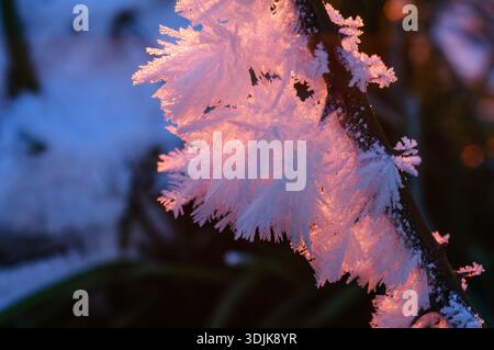close up of intricate ice formations on a twig, illuminated by the warm hues of sunrise during a cold winter morning Stock Photo