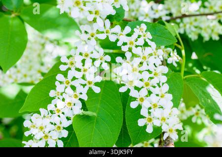 Blossoming bird cherry (Prunus padus) on the soft sunlight. Flowers bird cherry tree close-up. Macro Photo blooming hagberry (Mayday tree). The spring Stock Photo