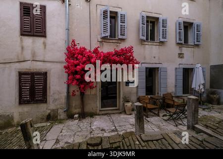 Vibrant pink bougainvillea framing a doorway of a historic stone house with light blue shutters and a small seating area in Motovun. Stock Photo