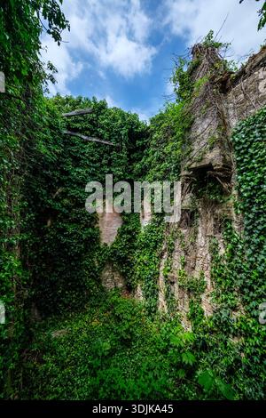 Interior of a stone ruin in Završje, with walls completely covered in dense green ivy under a blue sky with white clouds. Stock Photo