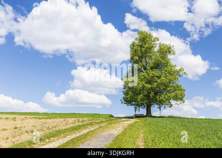 Cunnersdorfer Lime tree, single lime tree (Tilia) on a hill near Glashuette, Saxony, Germany Stock Photo