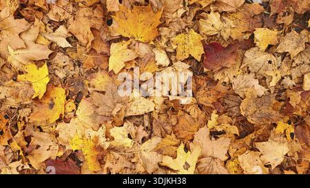 Dried autumn leaves in shades of warm yellow, orange and brown form a pattern, Frankenwald nature park Park, Germany Stock Photo