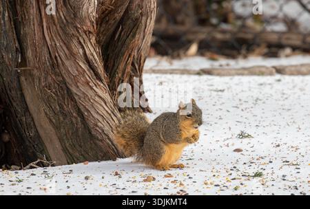 Fox squirrel foraging in snow in Texas Stock Photo