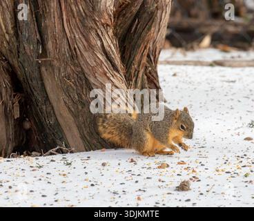 Fox squirrel foraging in snow in Texas Stock Photo