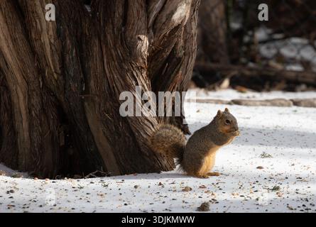 Fox squirrel foraging in snow in Texas Stock Photo