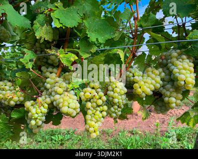 Green grapes hang in juicy clusters on a vine, bathed in sunlight. Ideal for themes of harvest, fresh fruit, vineyard, and outdoor farming. Vibrant le Stock Photo