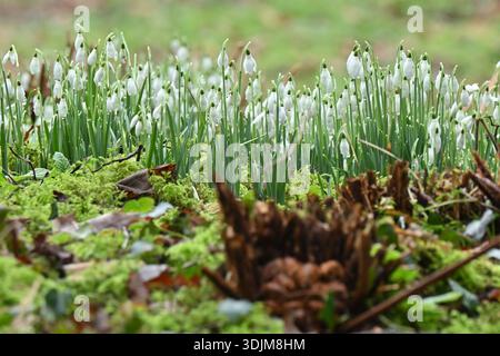 dainty white winter flowering snowdrops, galanthus nivalis growing on a mossy bank amongst ferns in shady UK garden January Stock Photo