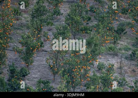 Oranges on trees growing in a orchard on a farm in baihualing, YUnna, China. Stock Photo
