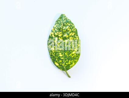 Top view of a single spotted laurel leaf with yellow variegation isolated on a white background Stock Photo