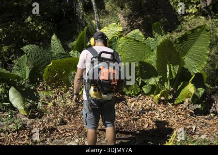 Focused man from back wearing ear protection, using backpack leaf blower for cleaning autumn leaves in lush garden. professional gardener doing season Stock Photo