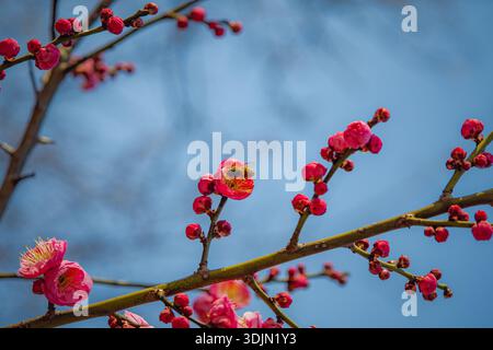 Chinese plum (mei hua) blossoms and red buds on a branch during winter in Wuhan, China. Stock Photo