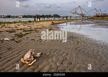 Evening of Mahatma Gandhi Beach, A dog sleeping on cool beach, Fort Kochi, Kochi(Cochin), Kerala, India, South Asia, Asia Stock Photo