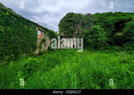 Stone ruins of an old building completely overgrown with thick green ivy and wild vegetation in Oprtalj under a cloudy sky. Oprtalj Istria Croatia FB  Stock Photo
