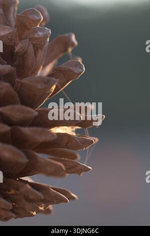 Macro of a pine cone bathed in golden light. Delicate spider silk glistens between the scales against a soft, blurred background. Textured and warm. Stock Photo