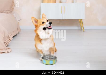 Happy dog with its tongue out sitting on the floor in a room next to an empty bowl and looking up, front view Stock Photo