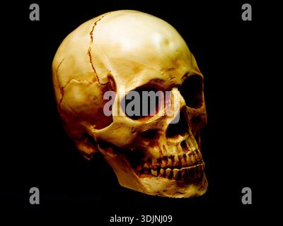 Skull on a black background Stock Photo