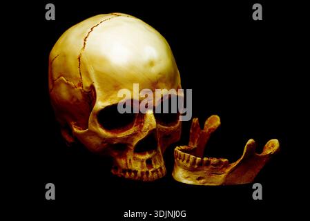 Skull on a black background Stock Photo