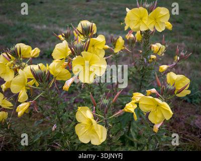 Bright yellow common Large-Flowered Evening Primrose flowers (Oenothera glazioviana) blooming in a garden. Stock Photo
