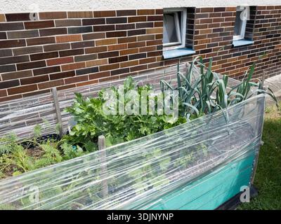 A raised garden bed with various green vegetables like leeks and celery, protected by a plastic wrap film, placed next to a brick wall Stock Photo