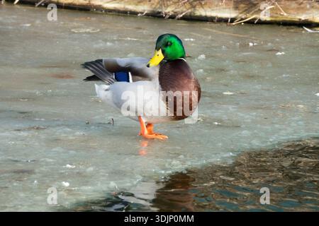 Male Mallard, Duck, Anas platyrhynchos, standing on Ice Stock Photo