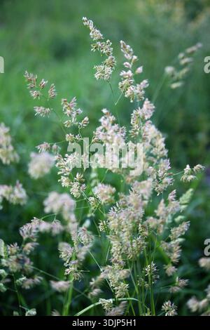 Close-up shot of wild oats flowers with delicate stems and soft yellowish flowers against a blurred green background. This image symbolizes nature, or Stock Photo