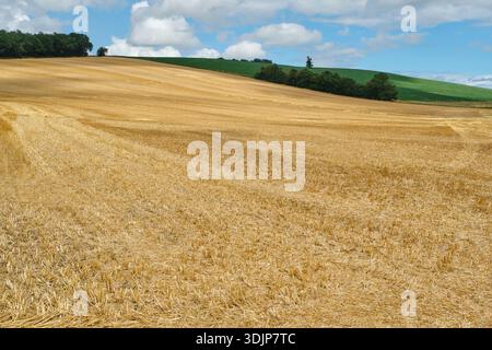 Rolling and harvested yellow wheat field with stubble under a blue sky in the summer south of Toulouse in Southern France Stock Photo