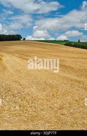 Rolling and harvested yellow wheat field with stubble under a blue sky in the summer south of Toulouse in Southern France Stock Photo