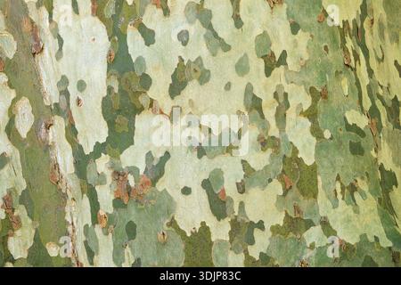Close-up of the camouflage-like bark of the plane tree in Southern France. Tree bark texture background. Stock Photo