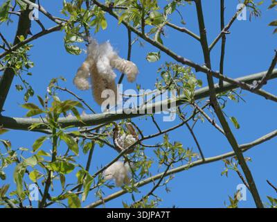Silk floss tree (Ceiba speciosa) seed pods busting open releasing silky kapok fibres, Salobrena, Granada, Spain, May. Stock Photo