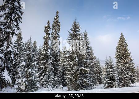 Snow-Covered Forest in Winter Landscape Stock Photo