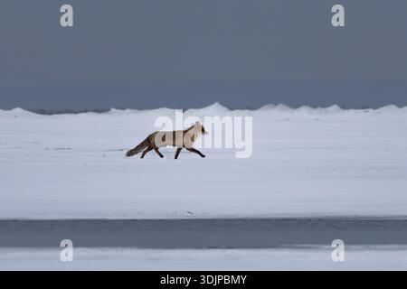 colorful fox walking on ice ( Vulpes vulpes ); in winter red foxes search for dead or starving animals on the frozen surface of the lake Stock Photo