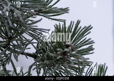 Close-up of pine needles coated with delicate hoarfrost on a cold winter day. Stock Photo