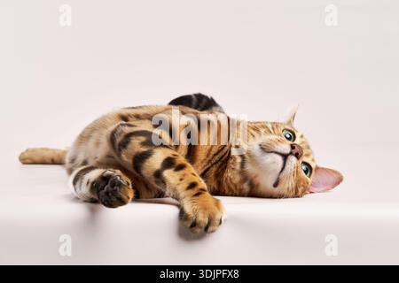 The Bengal cat lies down, twisted to glance behind. Its back is curved, and legs extend outward across the white floor. Stock Photo